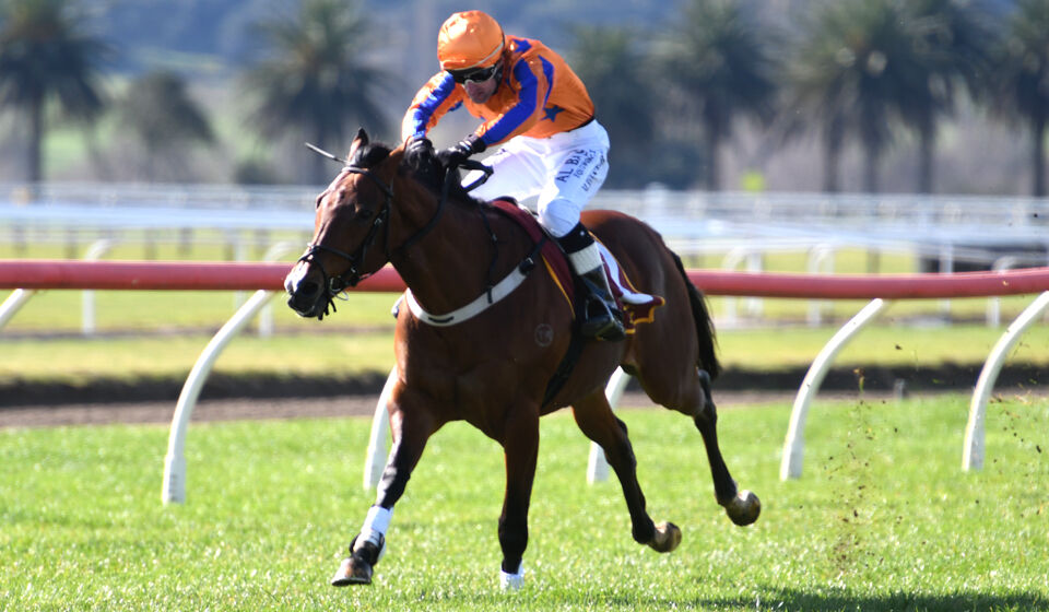 Te Akau Te Aroha Sunday Preview