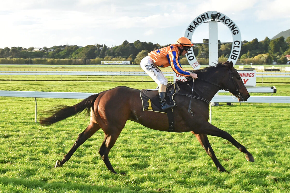 Te Akau Otaki Preview