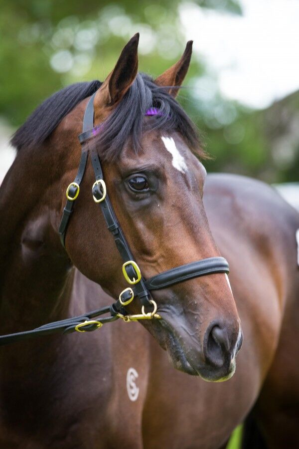 Waikato Times RTR Review