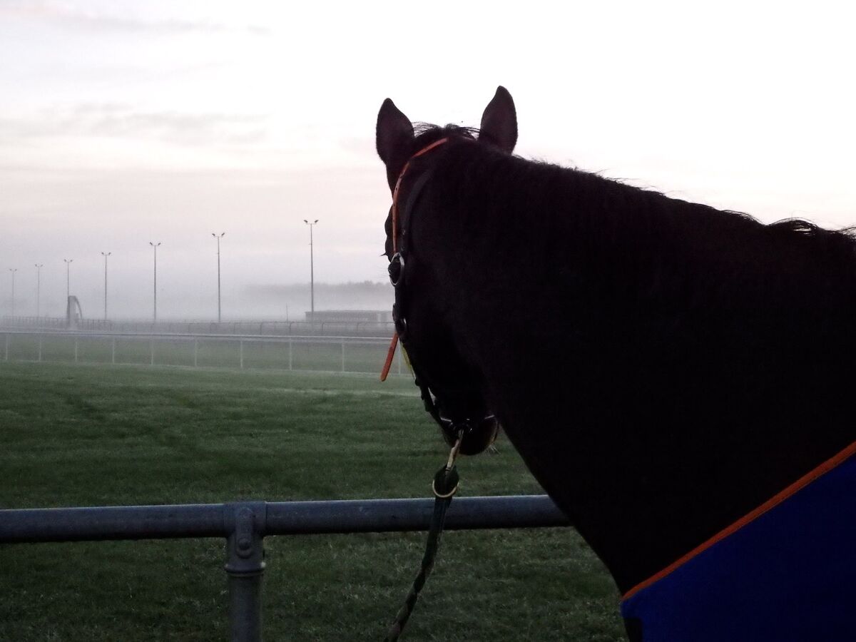 Te Akau Tuesday Trackwork