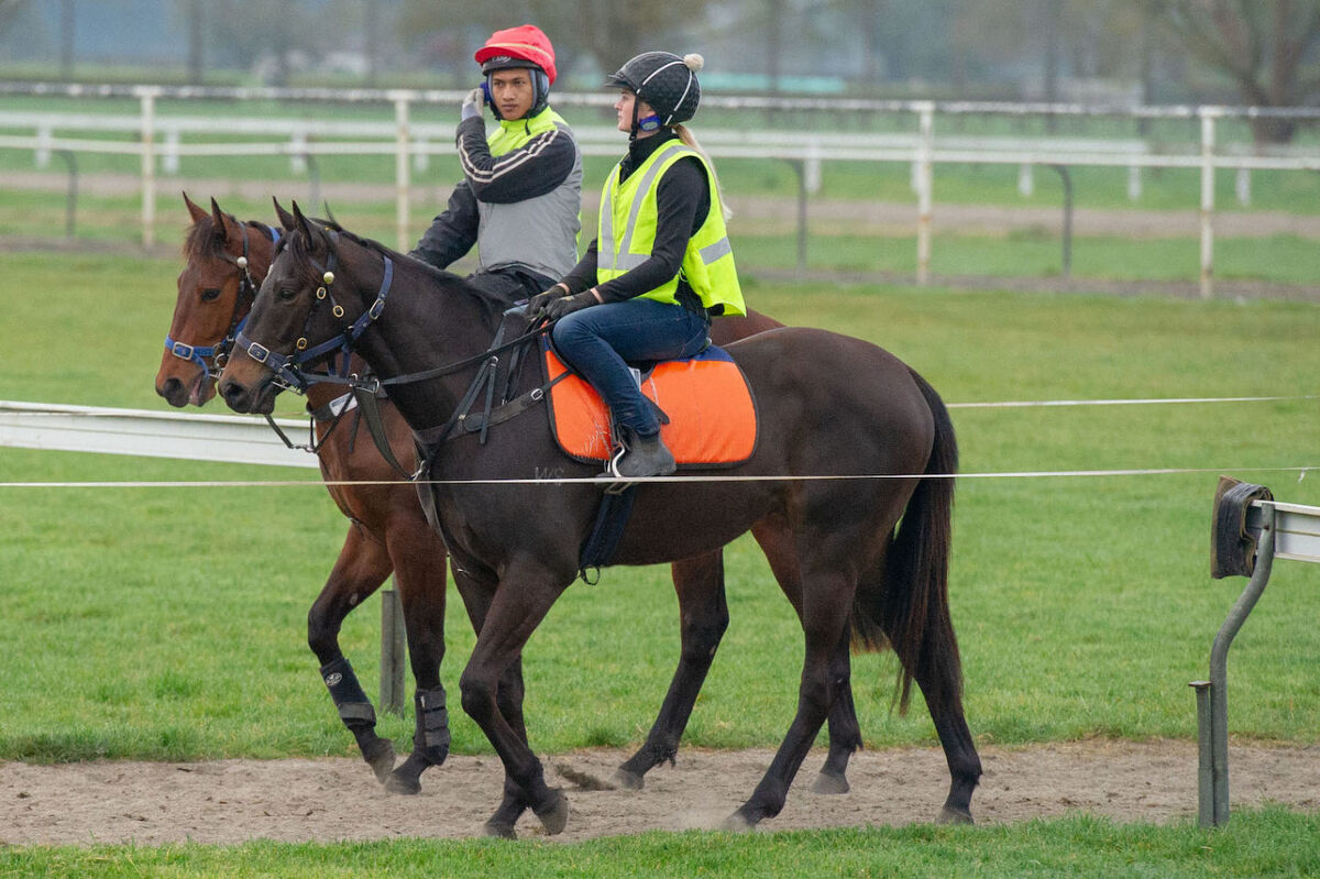 Te Akau Tuesday Trackwork