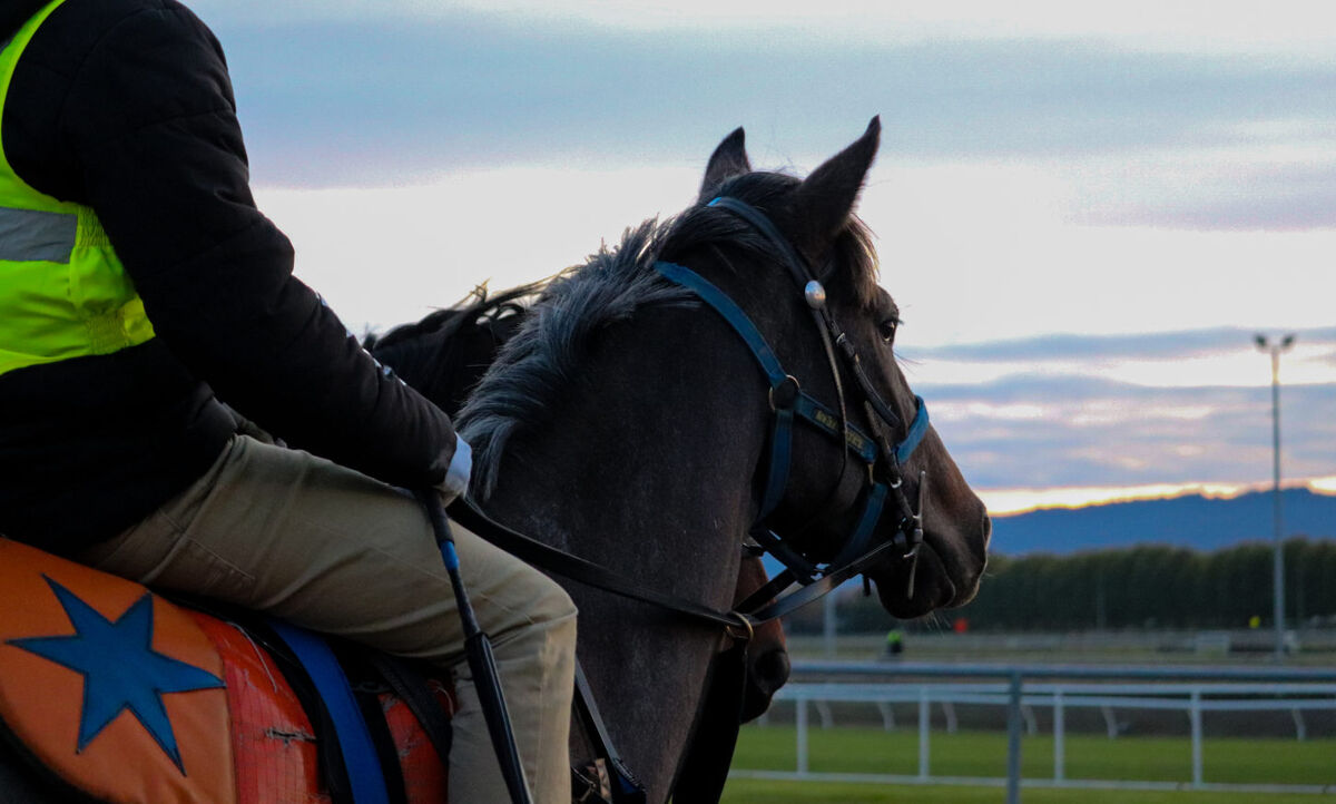 Te Akau Tuesday Trackwork