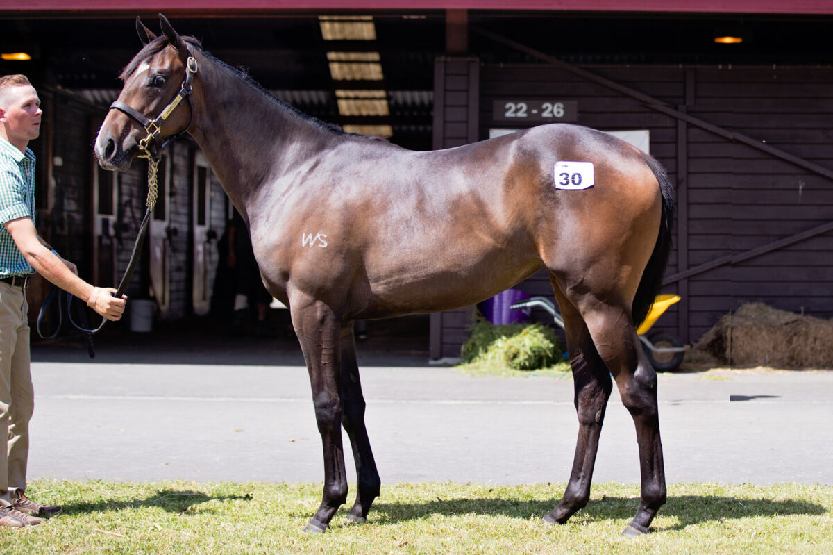 KARAKA 2017 Video Purchases