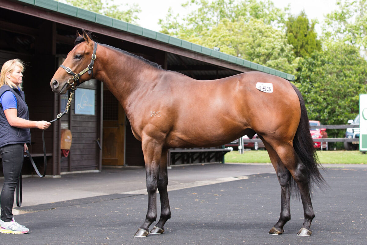 Te Akau Ready to Run Update