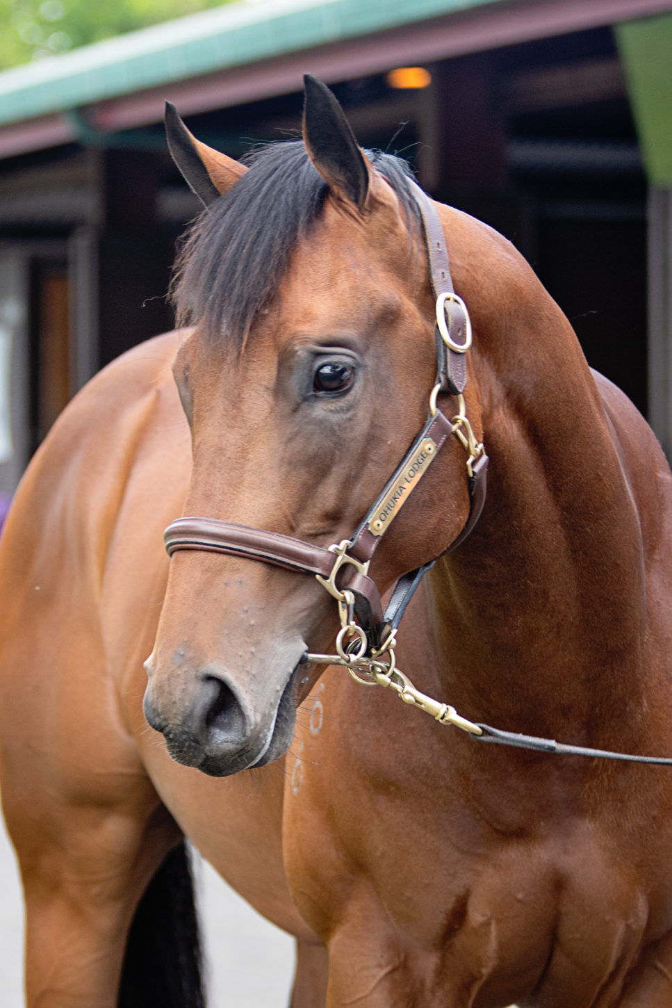 New Zealand Bloodstock Video Report - David Ellis DAY ONE R2R
