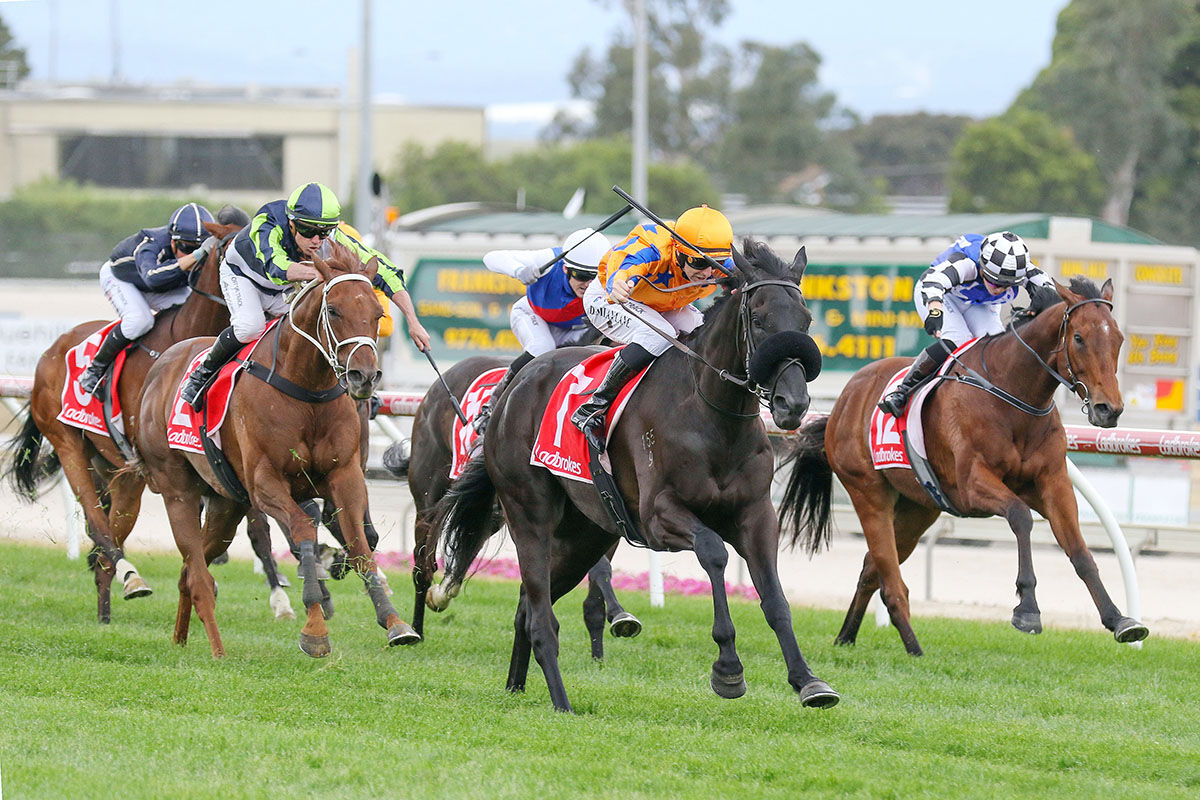 4 Wins 30 Hours - Savoir Faire - Cranbourne Cracker