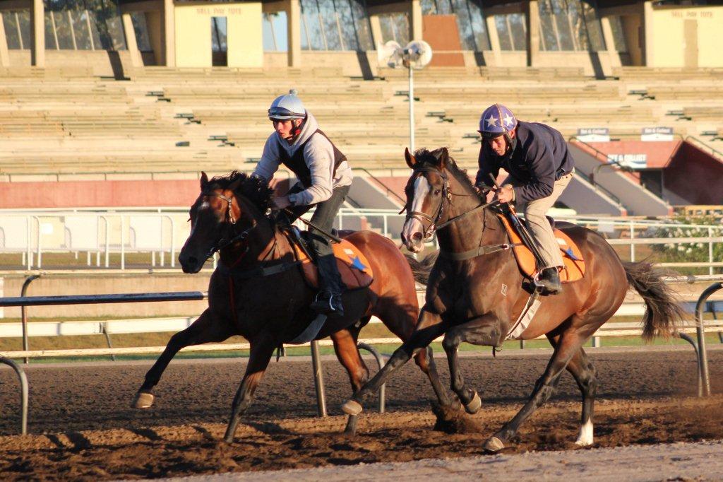 Te Akau Thursday Trackwork