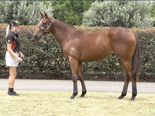 Lot 45 Super Seth (AUS) ‐ Pipers Fling (NZ) Bay Filly