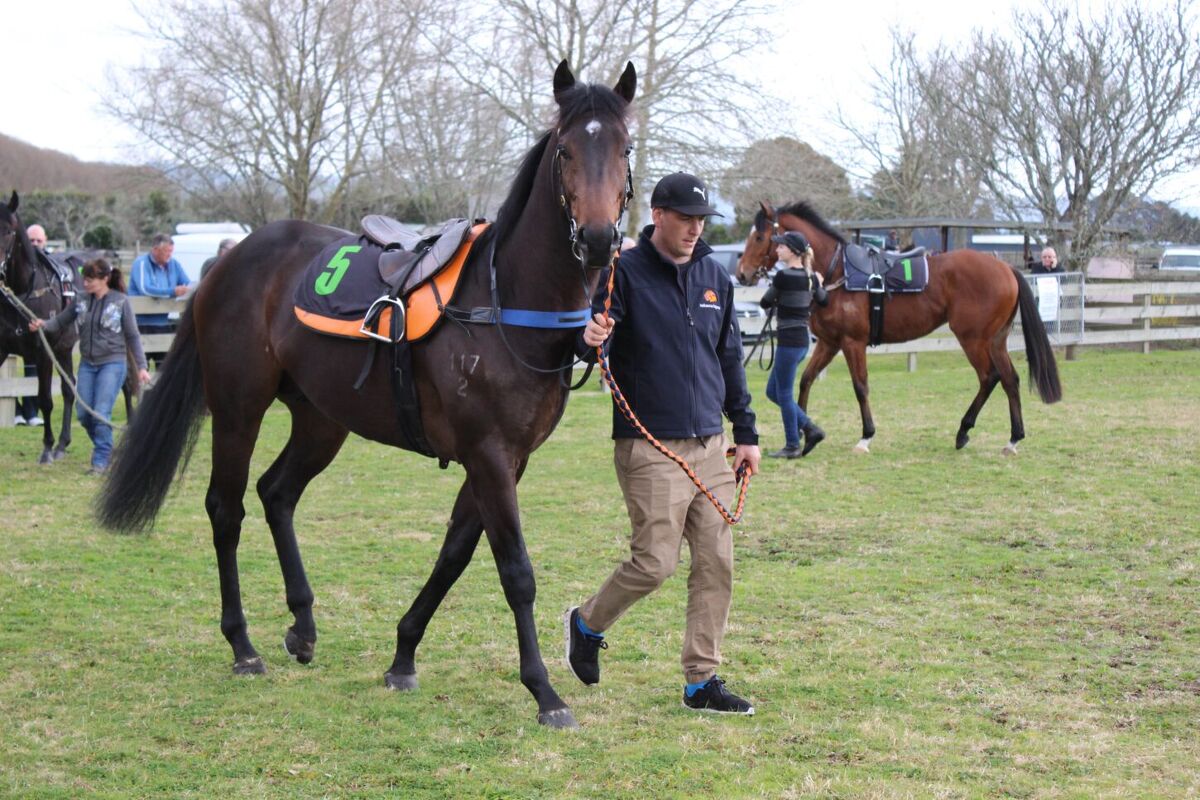 Te Akau Guineas' Candidates on Trial