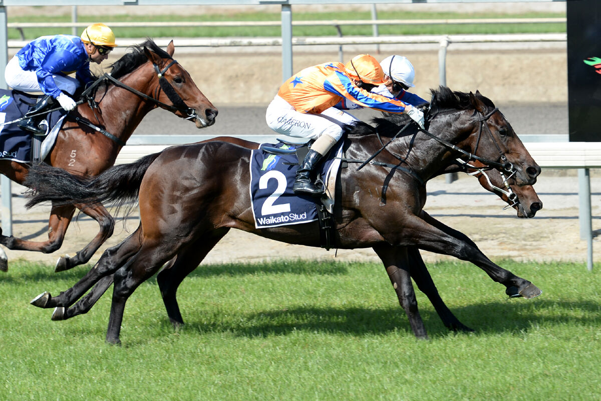 Scrutinize to Great Northern Guineas