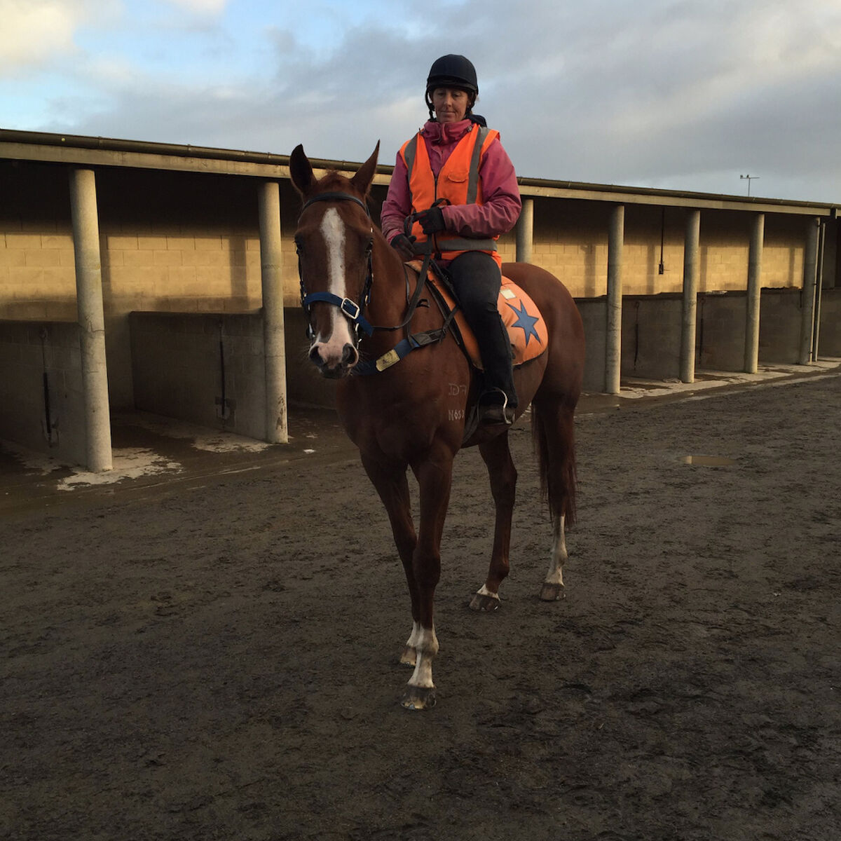 Well-bred Sebrose to Chase Staying Features
