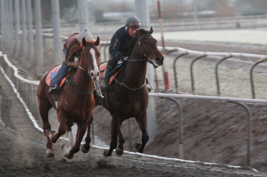 Te Akau NZ Friday Trackwork