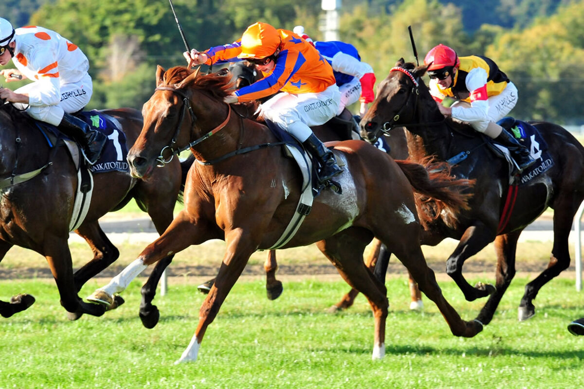 NZ Te Aroha Preview