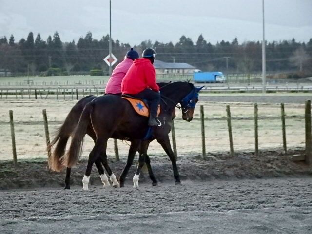 Te Akau Tuesday Trackwork