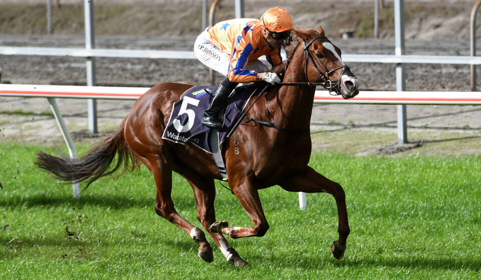 Home Track Treble - Win No.1 She's A Showoff