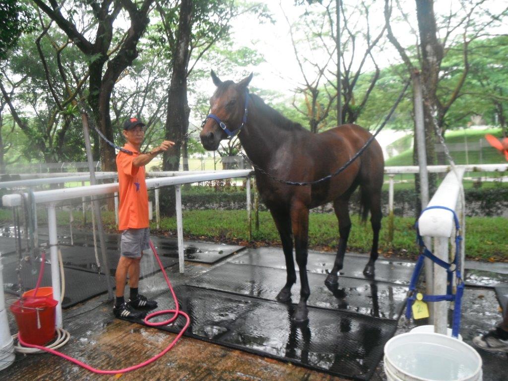 Te Akau Singapore Midweek Trackwork