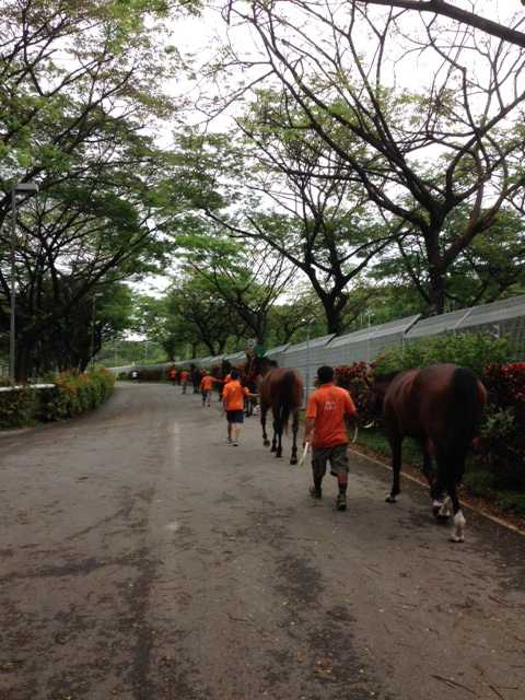 Te Akau Singapore Trackwork Update