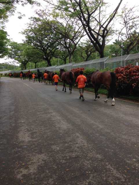 Te Akau Singapore Trackwork Update