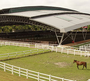 Te Akau Singapore Trackwork Update