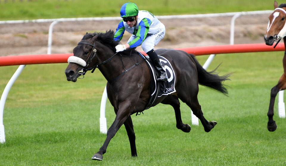 Te Akau Saturday Pukekohe Preview