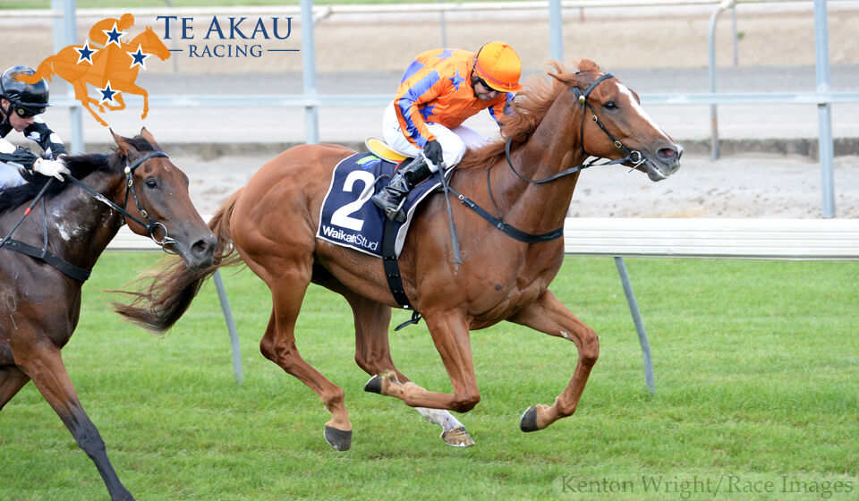 Te Akau Hastings Preview