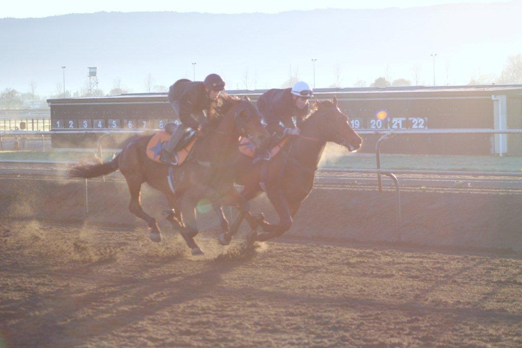 Te Akau Tuesday Trackwork