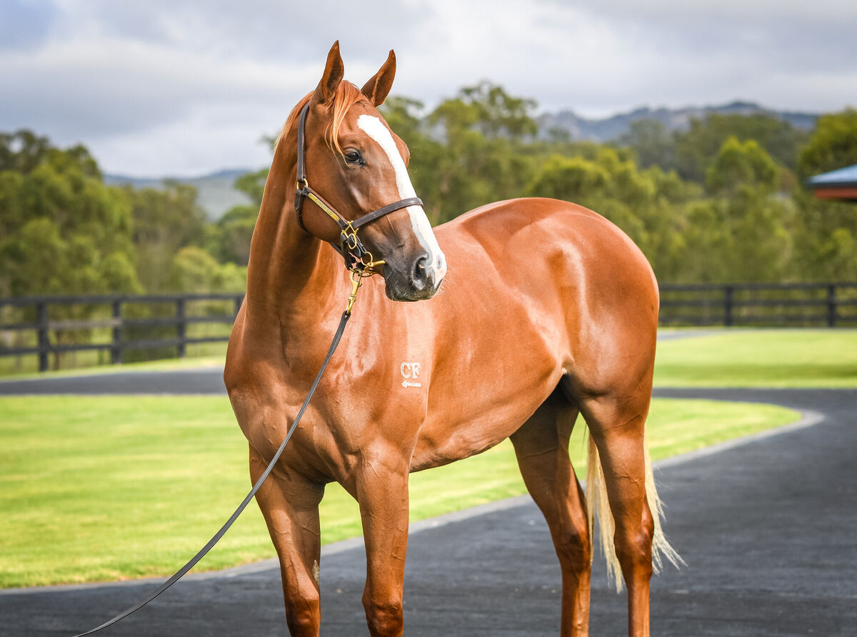 Blue Bloods Clash on Sandown Debut