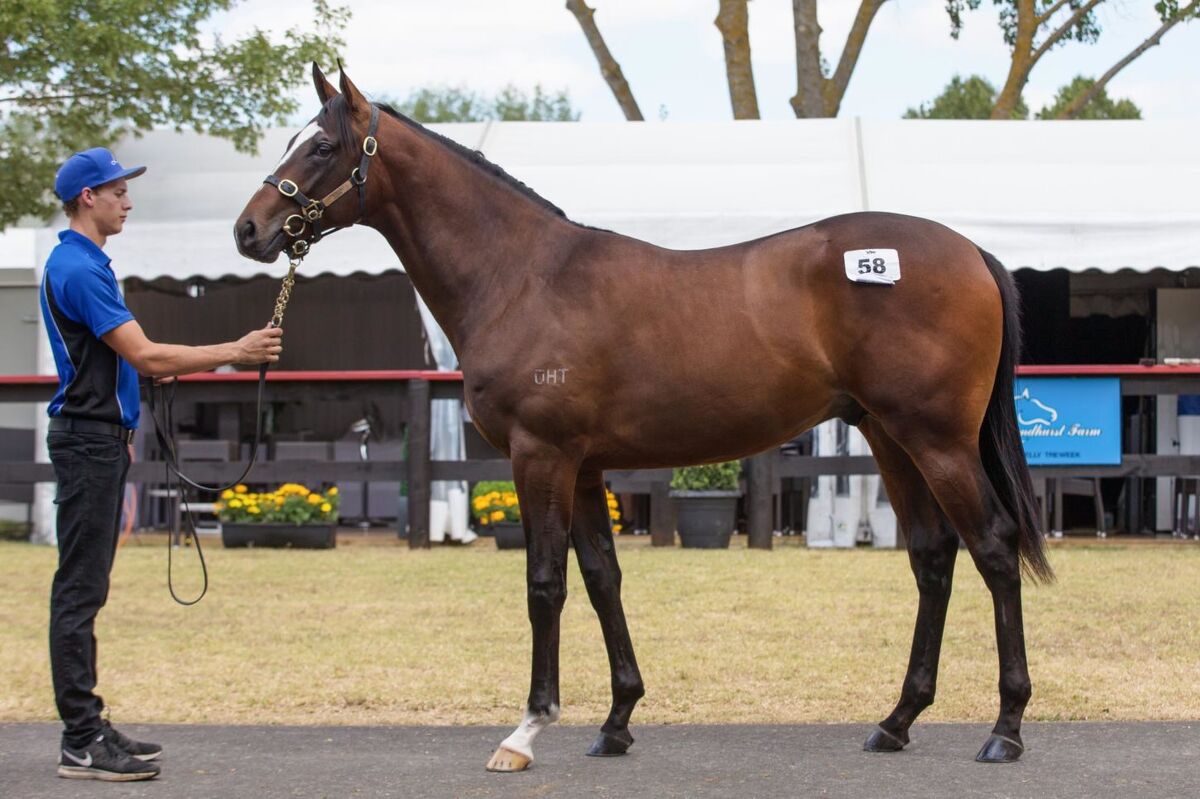 Top Colts to Te Akau