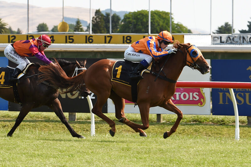 Te Akau Hastings Thursday Preview
