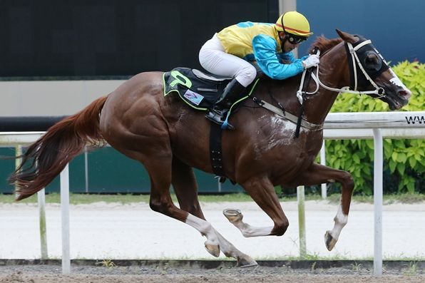 Walker's Genius has Stable Flying