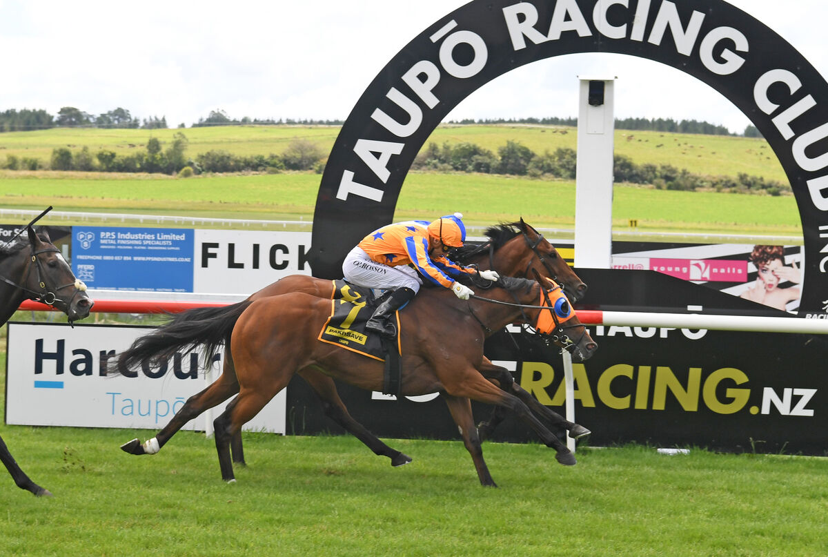 Taupo Double - Stella Splendid Indeed