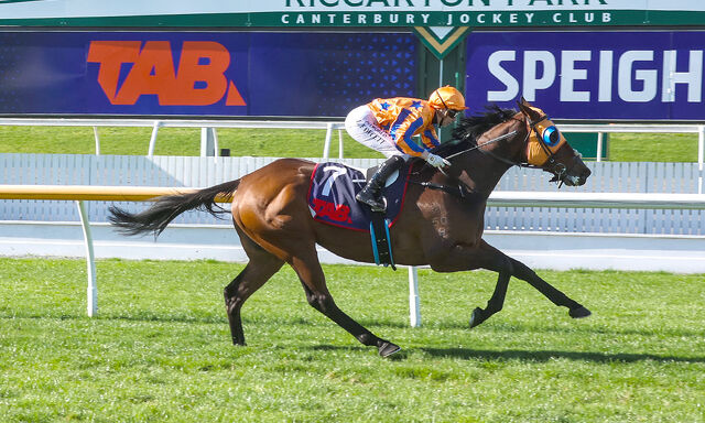 Te Akau Trans Tasman Friday Preview