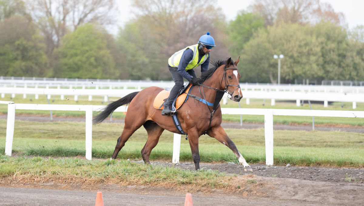 Te Akau Weekend Trackwork