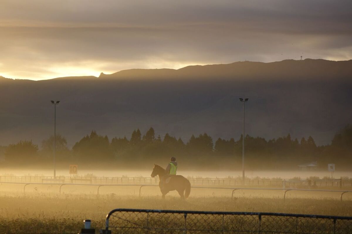 Te Akau Trans Tasman Thursday Trackwork