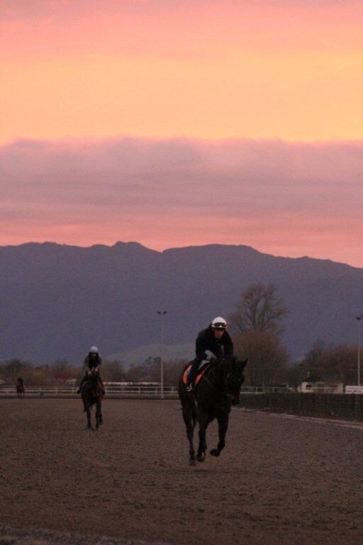 Te Akau Wednesday Trackwork