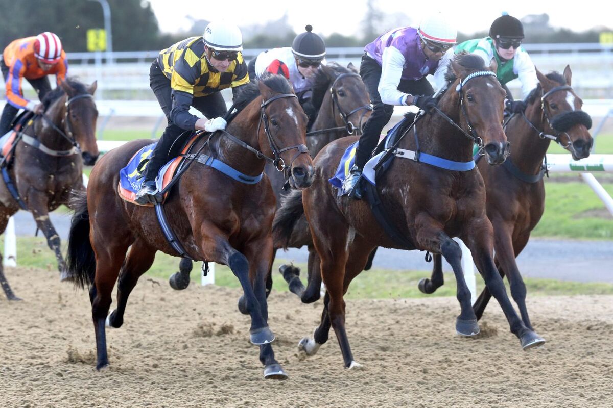 Spring in Steps of Star Gallopers