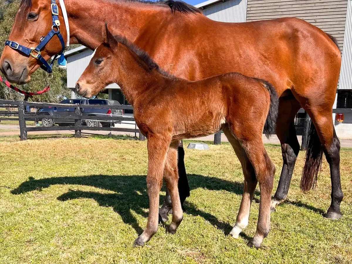First Foals for Sword of State