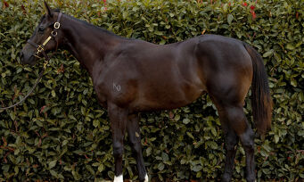 Lot 532 Proisir - Whatevs Bay Filly
