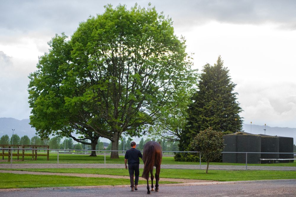 Te Akau Thursday Trackwork