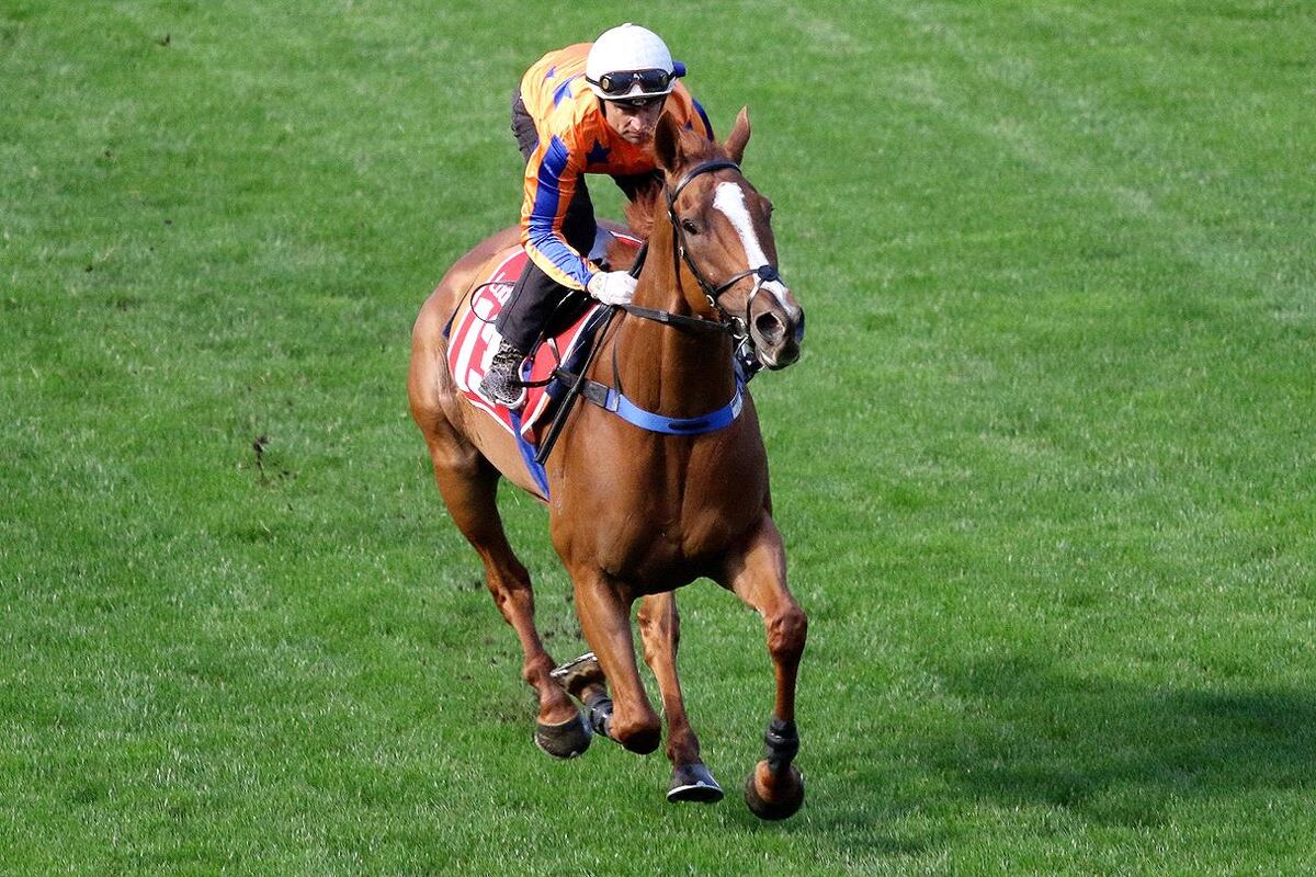 Shark in Cox Plate - Cops Carpark Draw