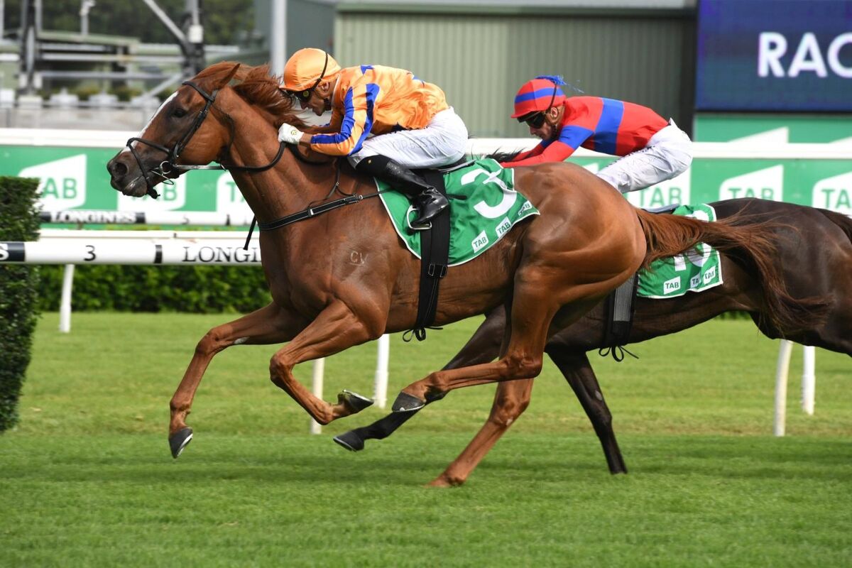 Te Akau TV Saturday Preview