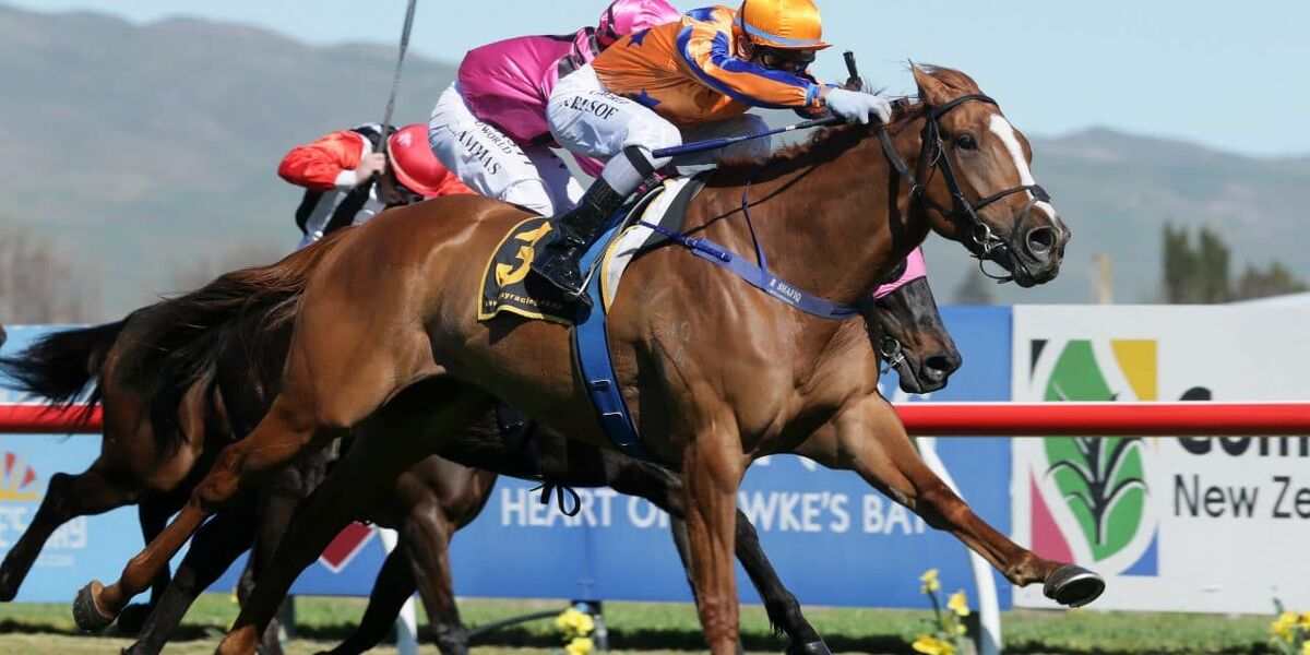 Bred To Win - Te Akau