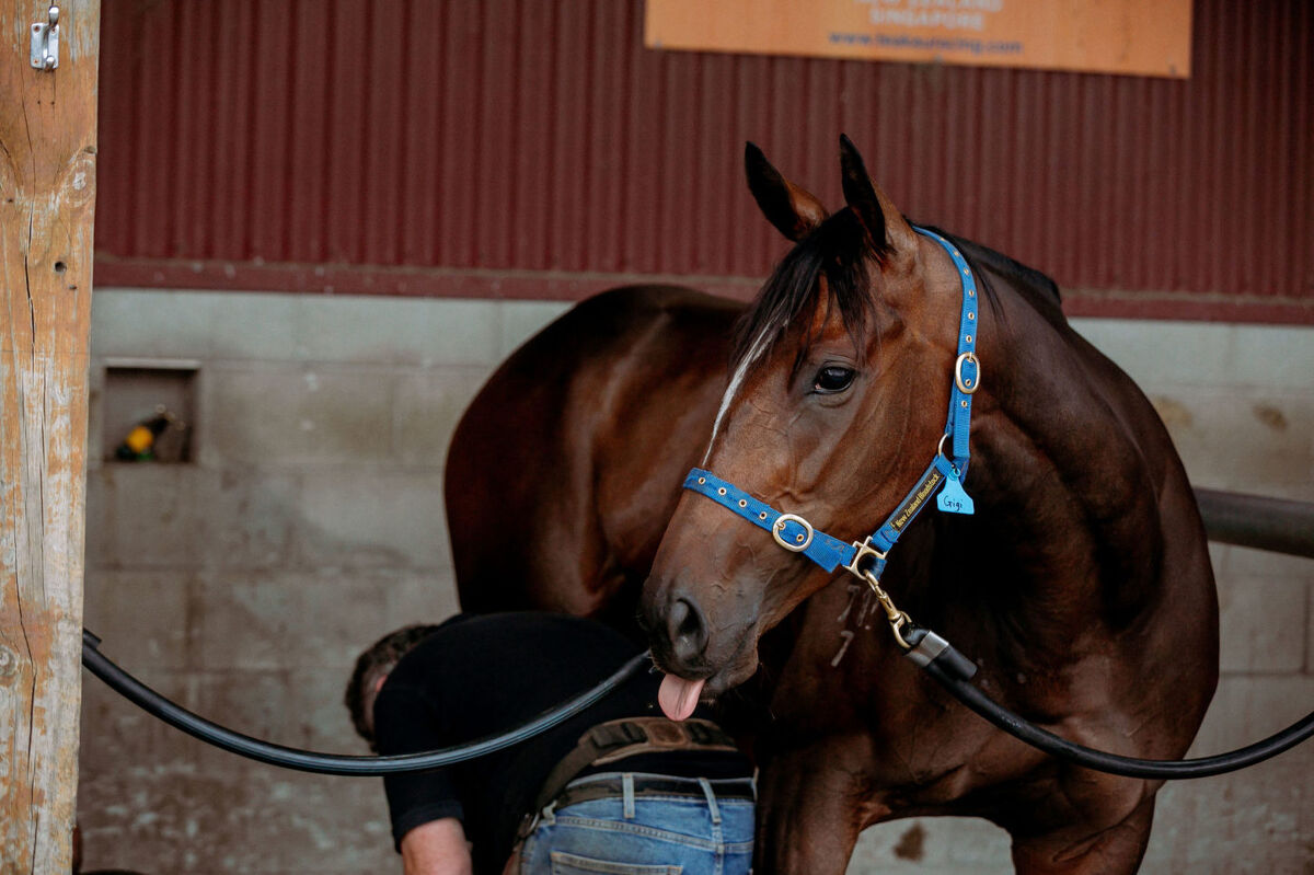 Te Akau Tuesday Trackwork