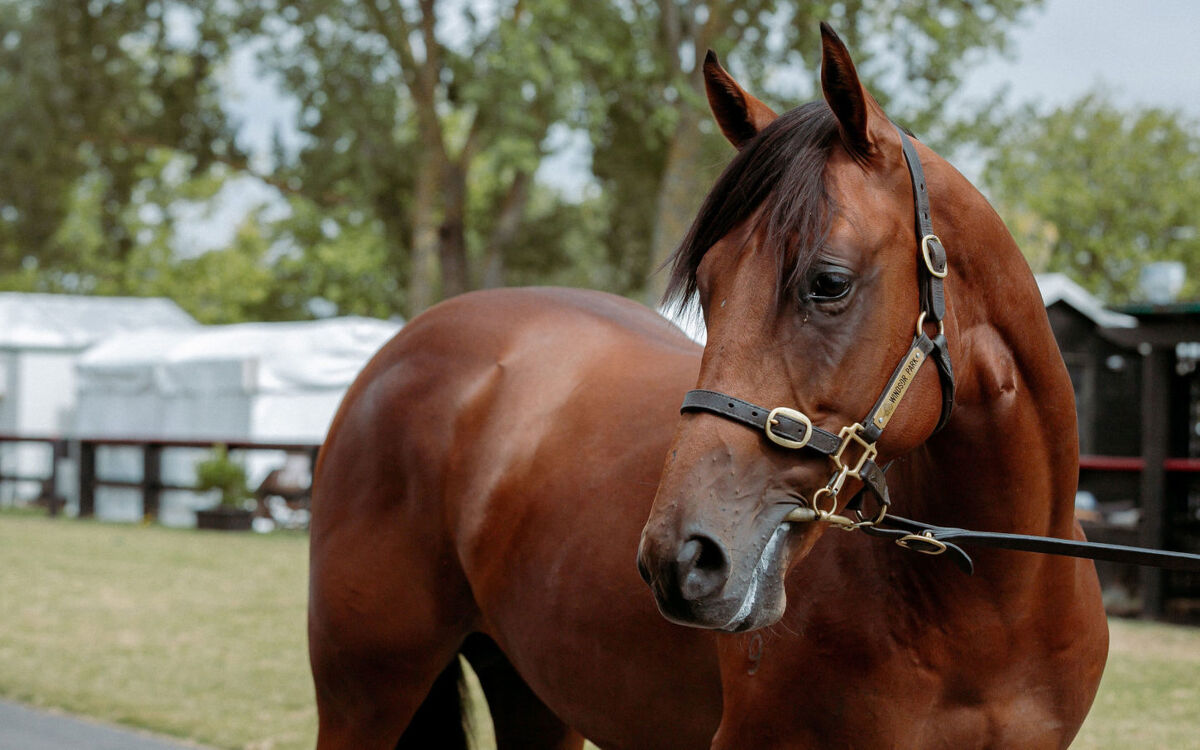 Te Akau's Almanzor Youngsters Shine at Trials