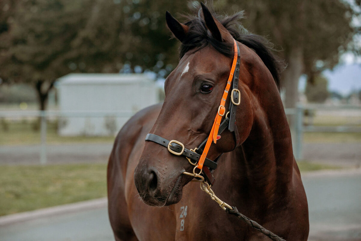 Te Akau TV Million Dollar Preview