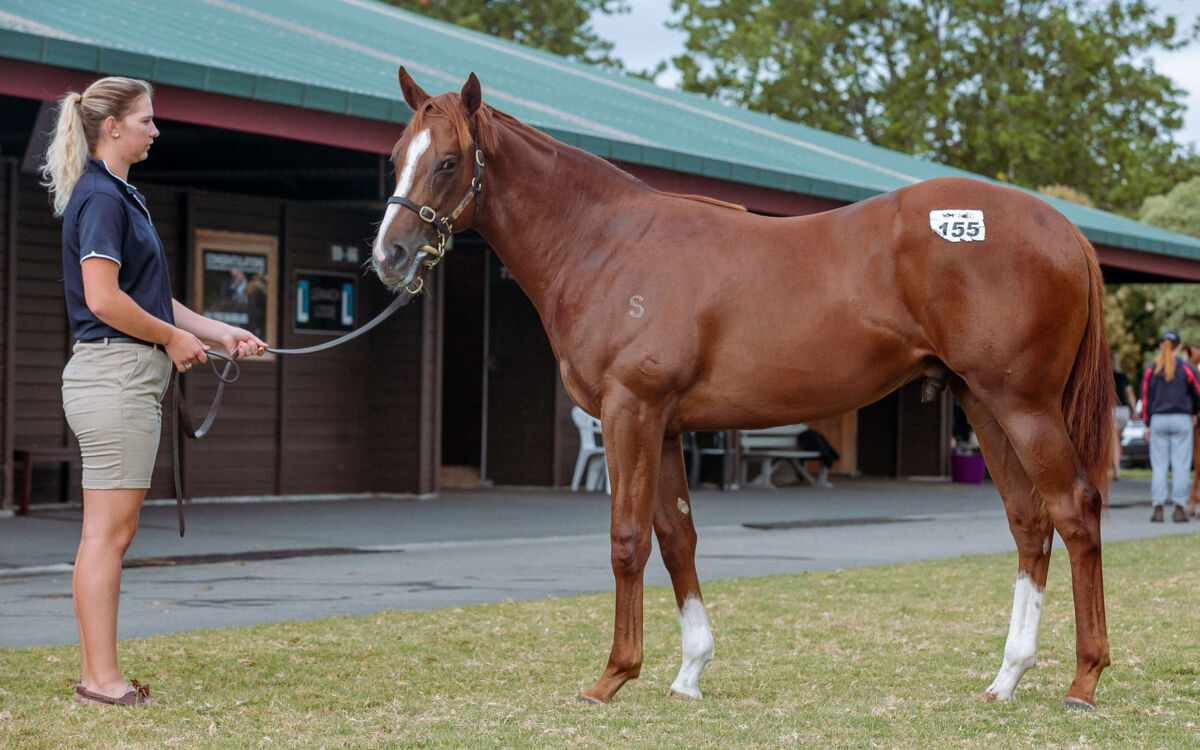 2023 Karaka Million | David Ellis