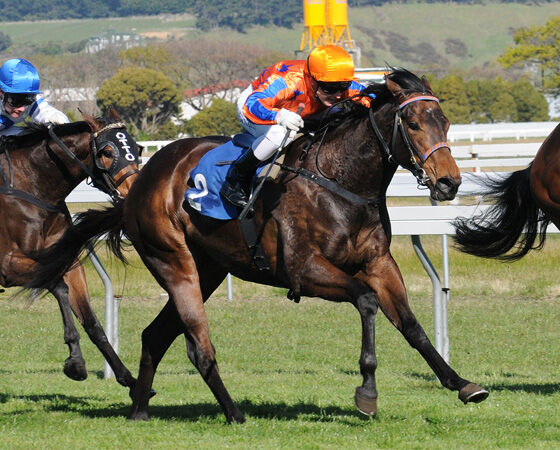 Te Akau Rose