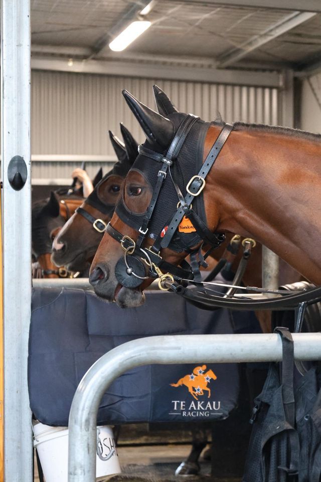 Te Akau Trans Tasman Tuesday Trackwork