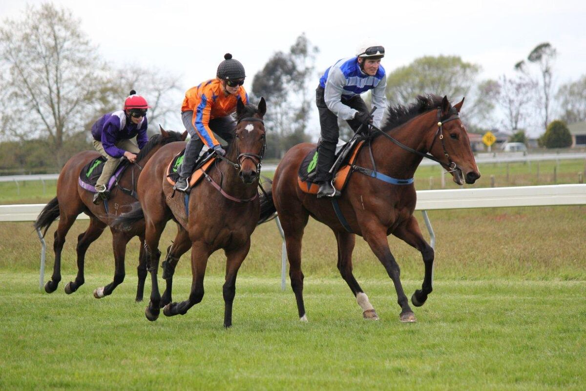 Te Akau Trials' Report