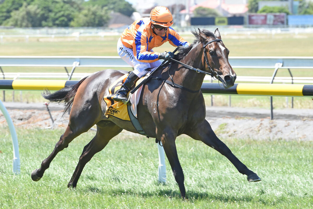 Te Akau Shooting for Successive Breeders' Stakes
